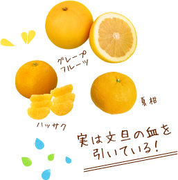 実は文旦の血を引いている！