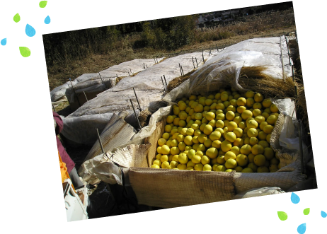 収穫後の追熟でさらに美味しく