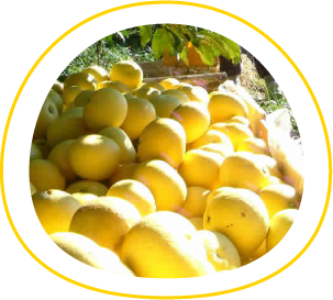 土佐文旦って？