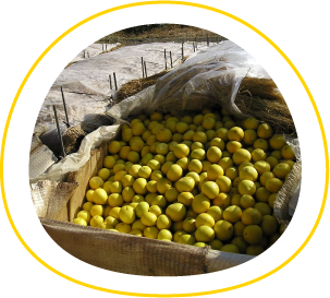 美味しさのひみつ